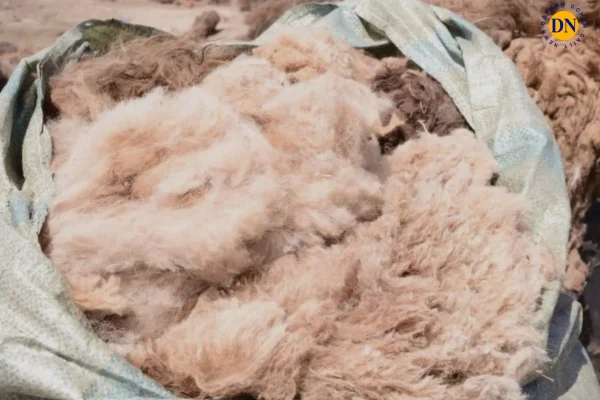 Дорнод, Сүхбаатар аймагт нэг кг ноолуур 180 мянган төгрөгийн үнэтэй байна